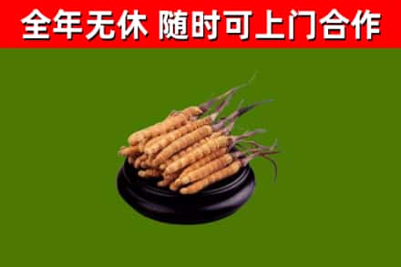 托克逊回收散虫草