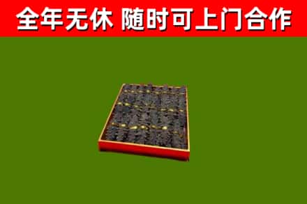托克逊回收海参